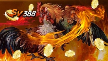 Hướng dẫn cách tạo tài khoản đá gà sv388 cho người chơi mới